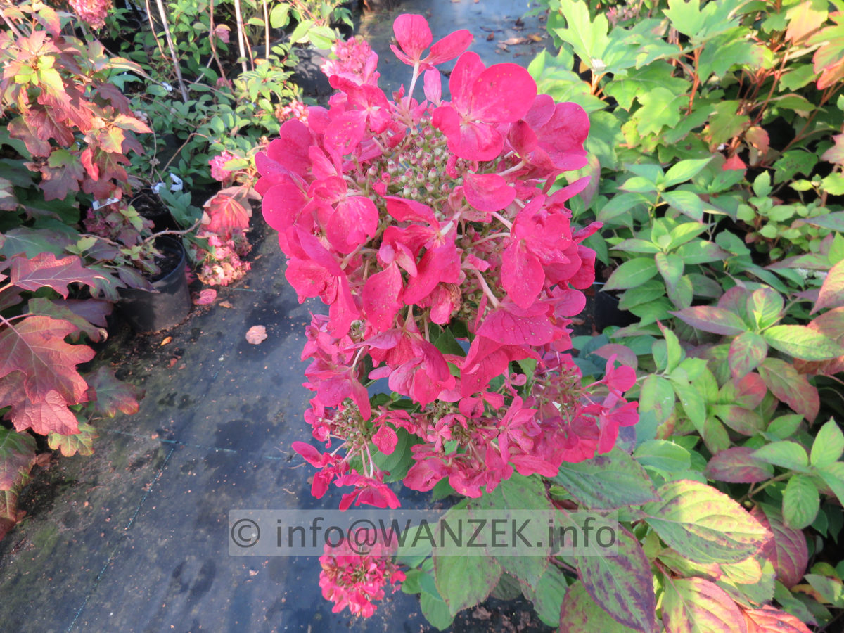 Hydrangea paniculata Diamond Rouge 004.JPG